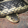 Common Garter Snake Jigsaw